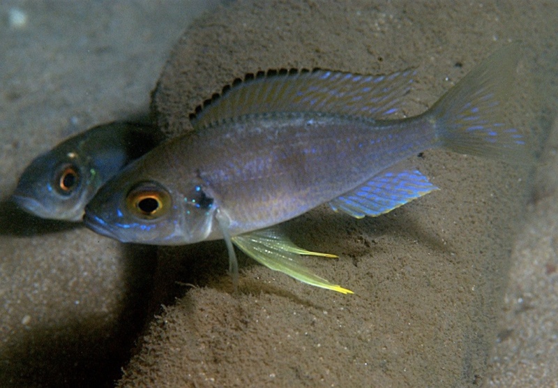 Aulonocranus dewindti 'Resha'